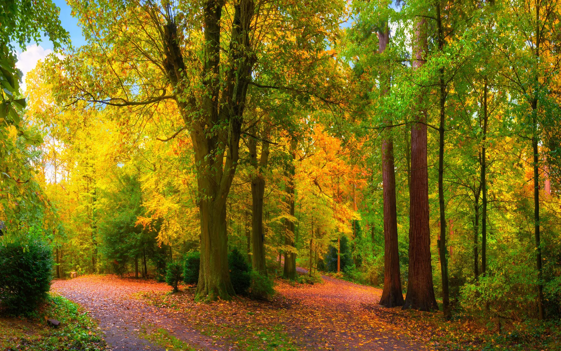 carta da parati Inizio autunno nr. u08547