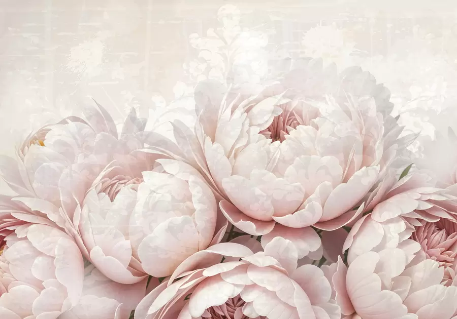 Carta da parati Floreale Peonie rosa tenue con petali delicati su uno sfondo vintage dalla texture leggera n. w08312