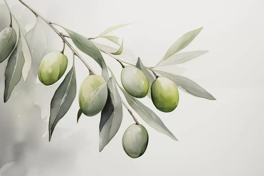 carta da parati Ramo con olive verdi acquerello bagnato nr. w02042