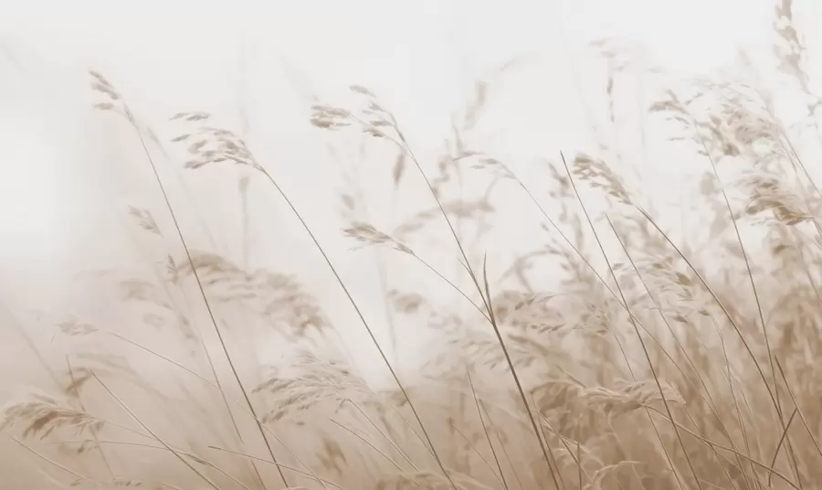 Carta da parati nature Erbe di campo in un'alba nebbiosa 
