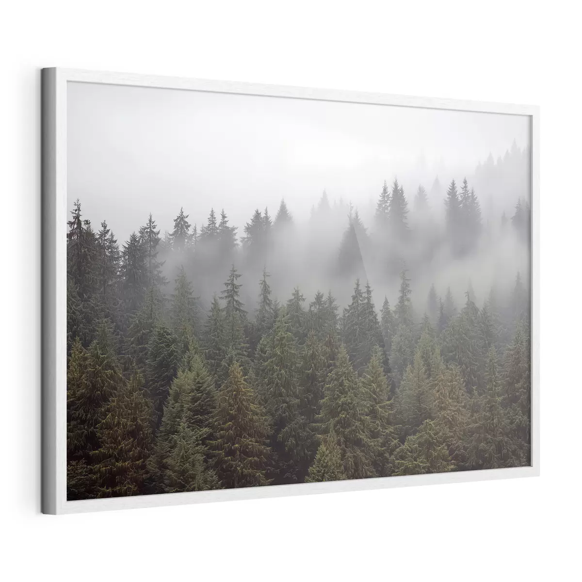 Poster Foresta nella nebbia f41839