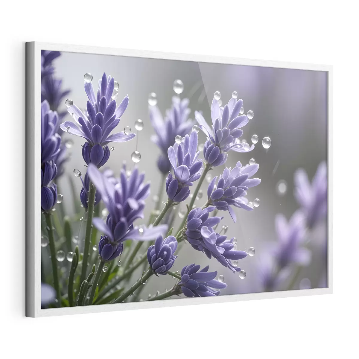 Poster Rugiada di lavanda f42229