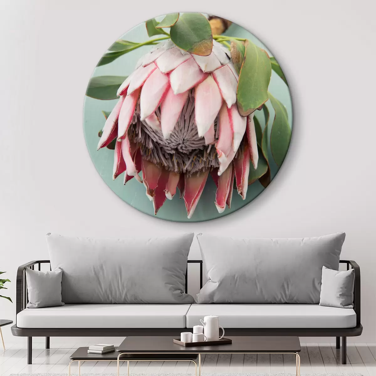 Quadri rotondi Protea rosa r36693