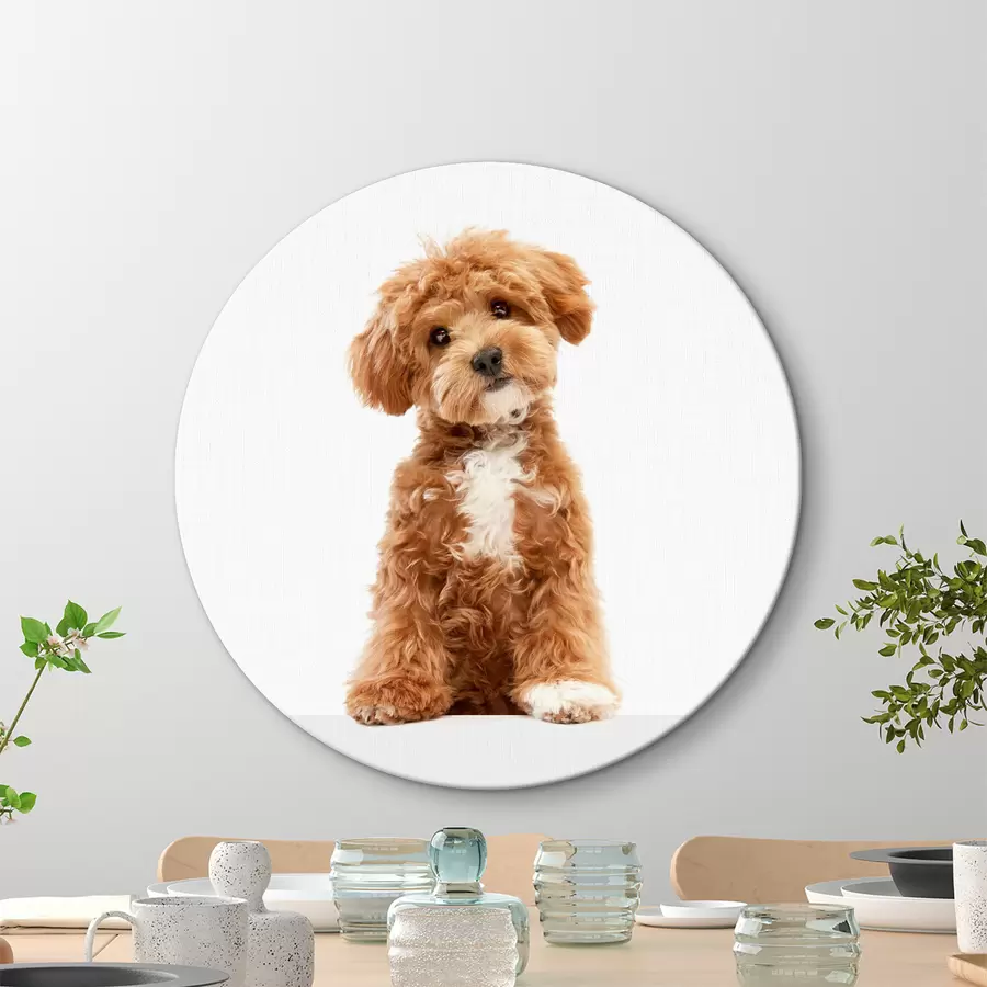 carta da parati Un cucciolo affascinante con un'espressione interessante nr. r37750