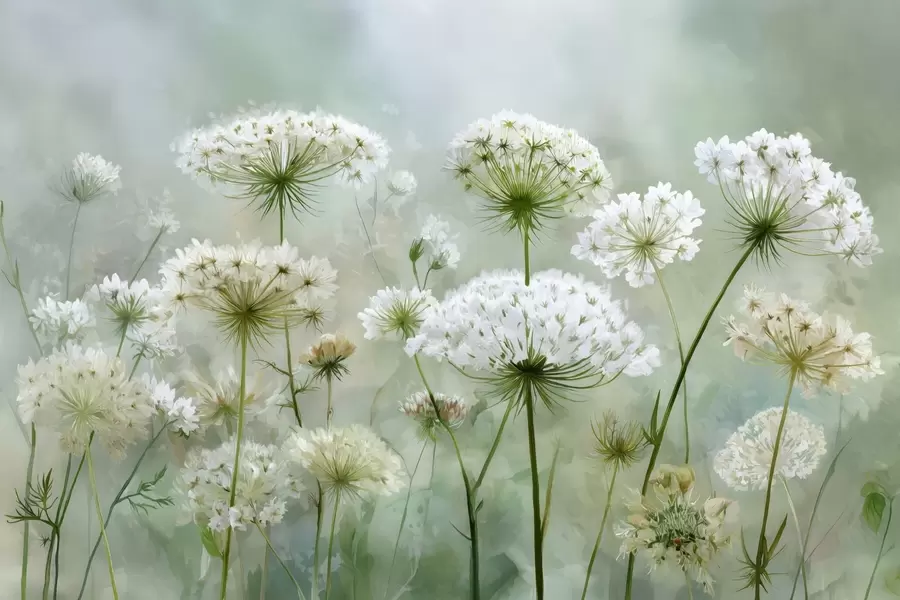 carta da parati delicati fiori di campo bianchi Queen Anne, in stile pittoresco, tonalità di verde nr. w04313