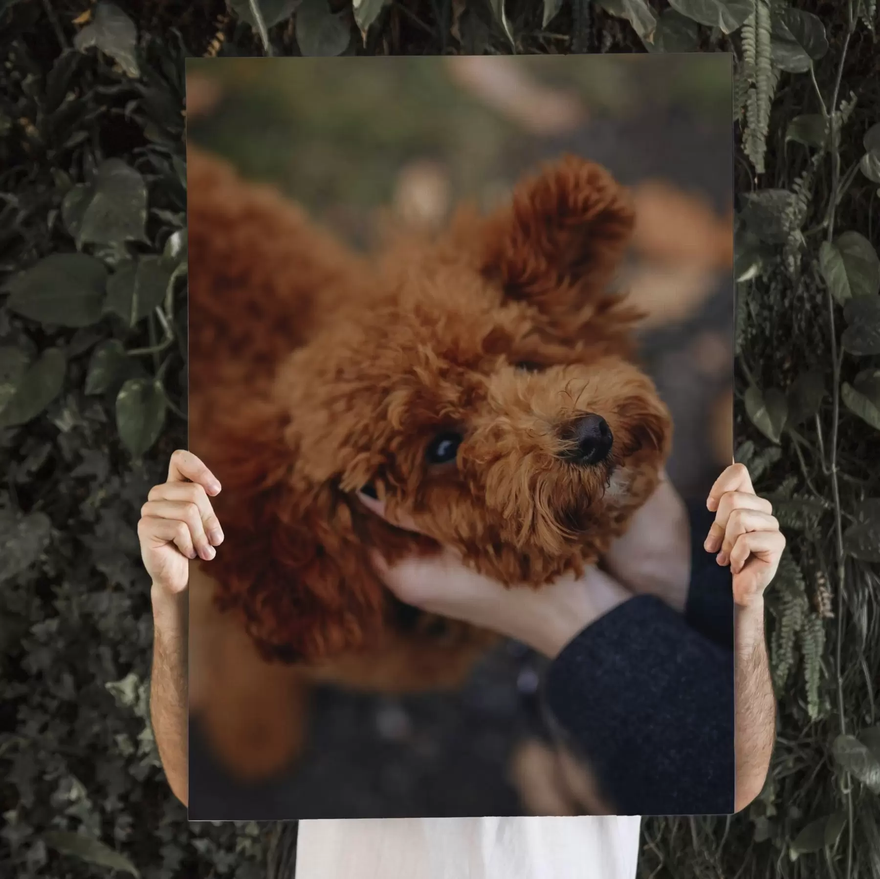 carta da parati Il tuo cane realizzato su misura dalla tua foto nr. s47163