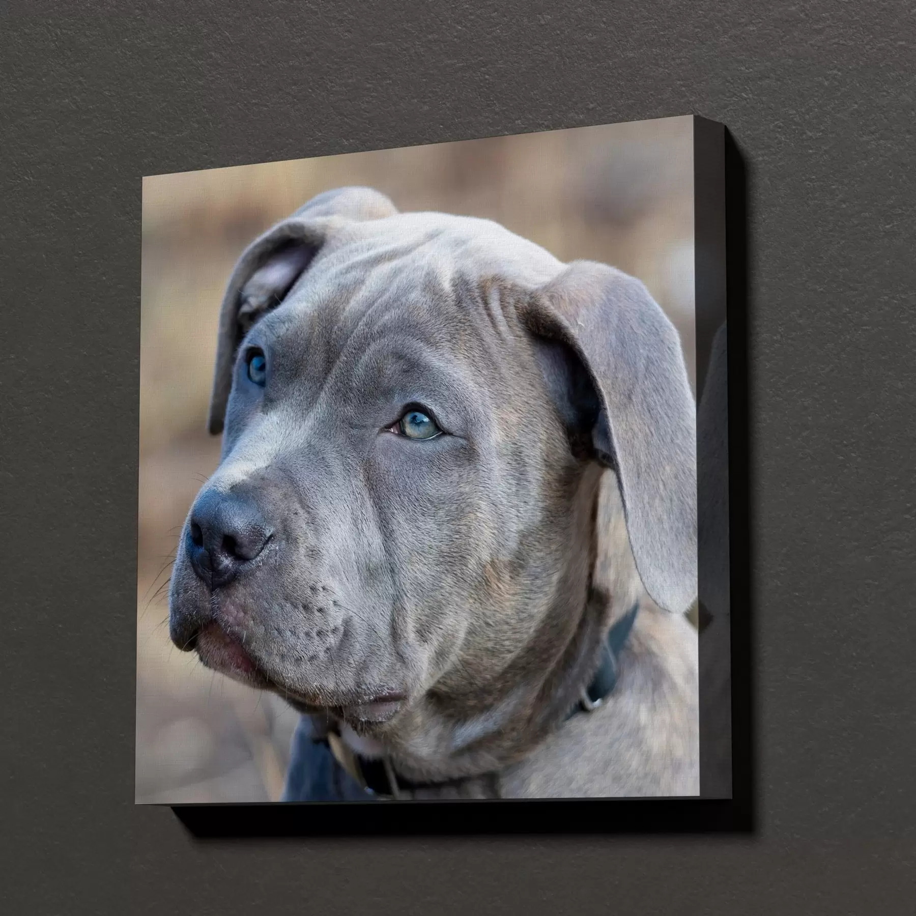carta da parati Il tuo cane realizzato su misura dalla tua foto nr. s47170