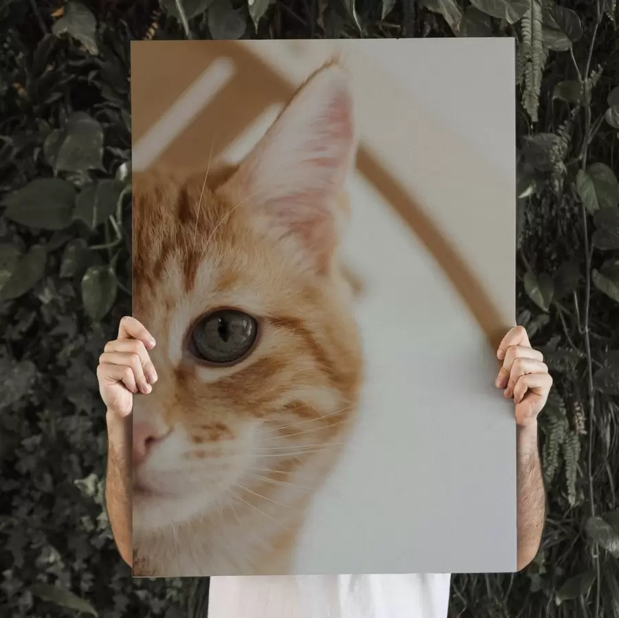 carta da parati Foto del tuo gatto su tela nr. s47220