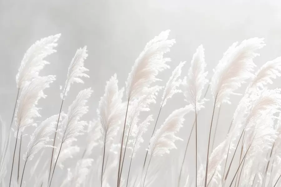 Carta da parati nature Morbida erba bianca della pampa nella delicata luce del mattino 