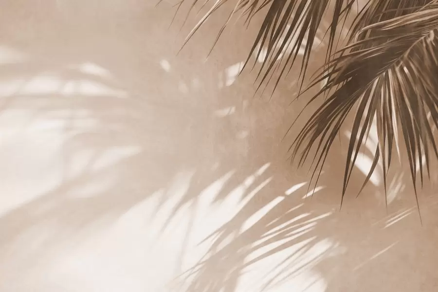 carta da parati Foglie di palma in rilievo con ombreggiature, atmosfera tropicale, minimalismo nr. w09890