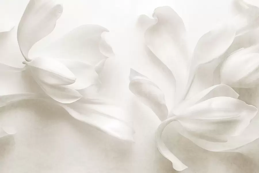 Carta da parati 3D Fiori Fiori di magnolia bianchi dalla trama ricca, con petali delicati, su uno sfondo chiaro sfumato n. w09771