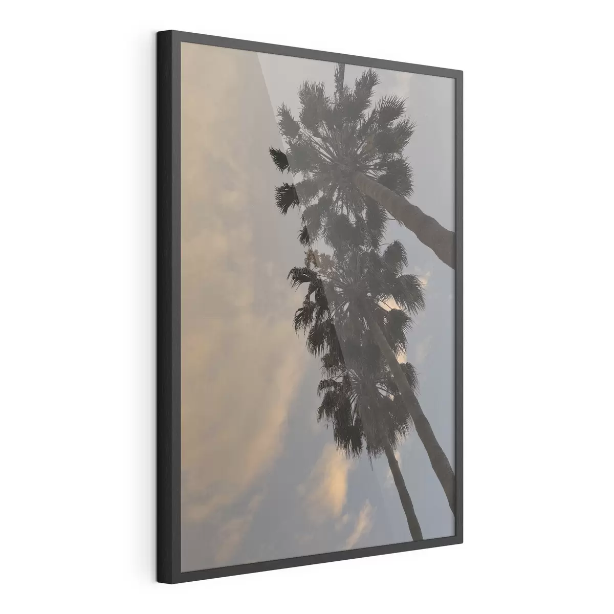 Poster Alte palme sullo sfondo del cielo serale f49694