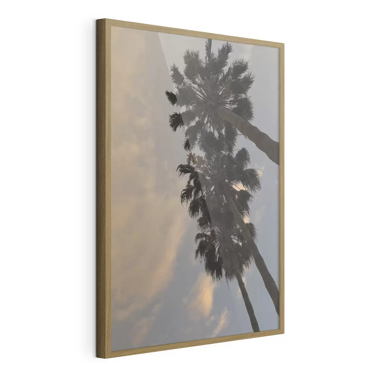 Poster Alte palme sullo sfondo del cielo serale f49694
