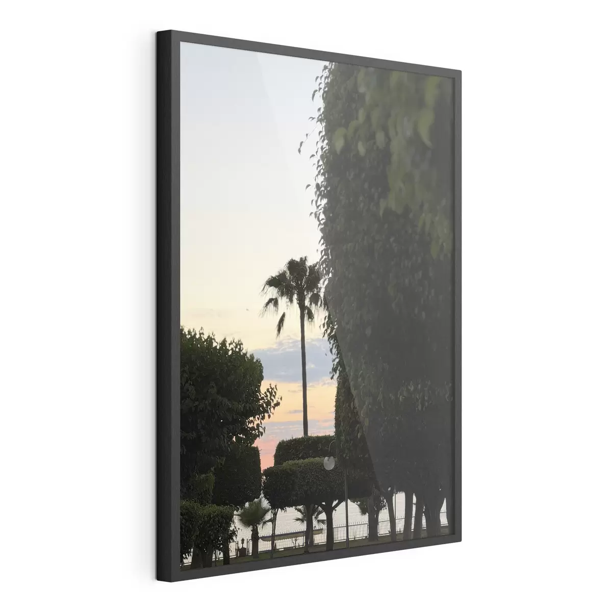 Poster Una palma in un parco paesaggistico al tramonto f49697
