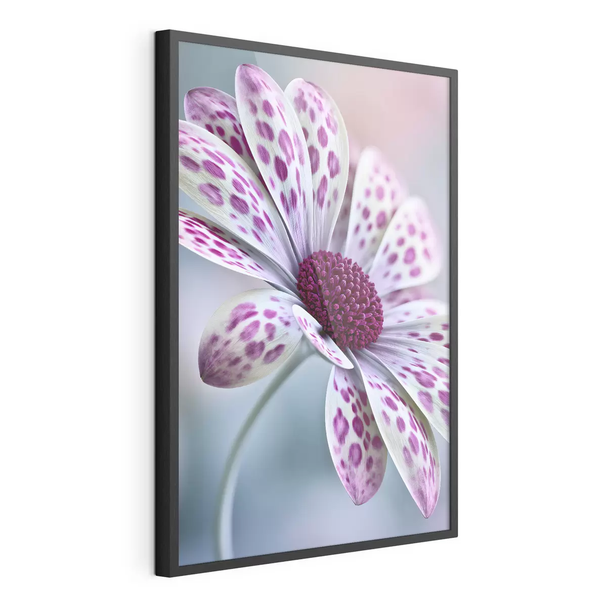 Poster Fiore simile a una margherita con vivaci macchie leopardate color magenta f49866