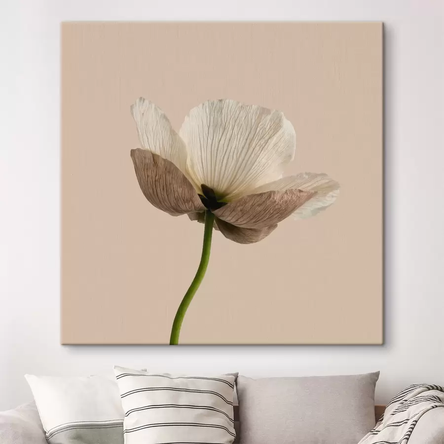 carta da parati Delicato fiore dai petali traslucidi su sfondo beige, in stile minimalista nr. s49718
