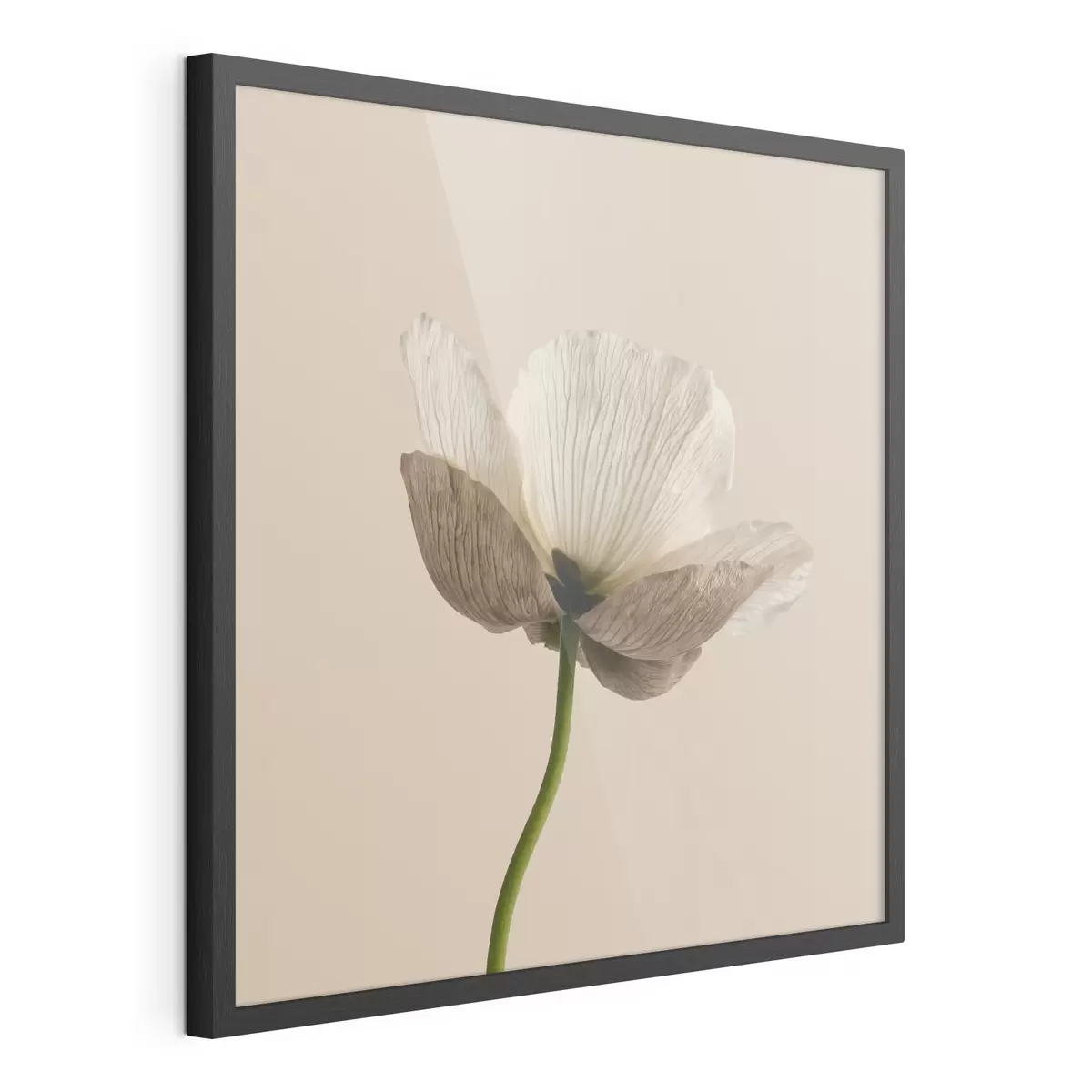 Poster Delicato fiore dai petali traslucidi su sfondo beige, in stile minimalista f49718