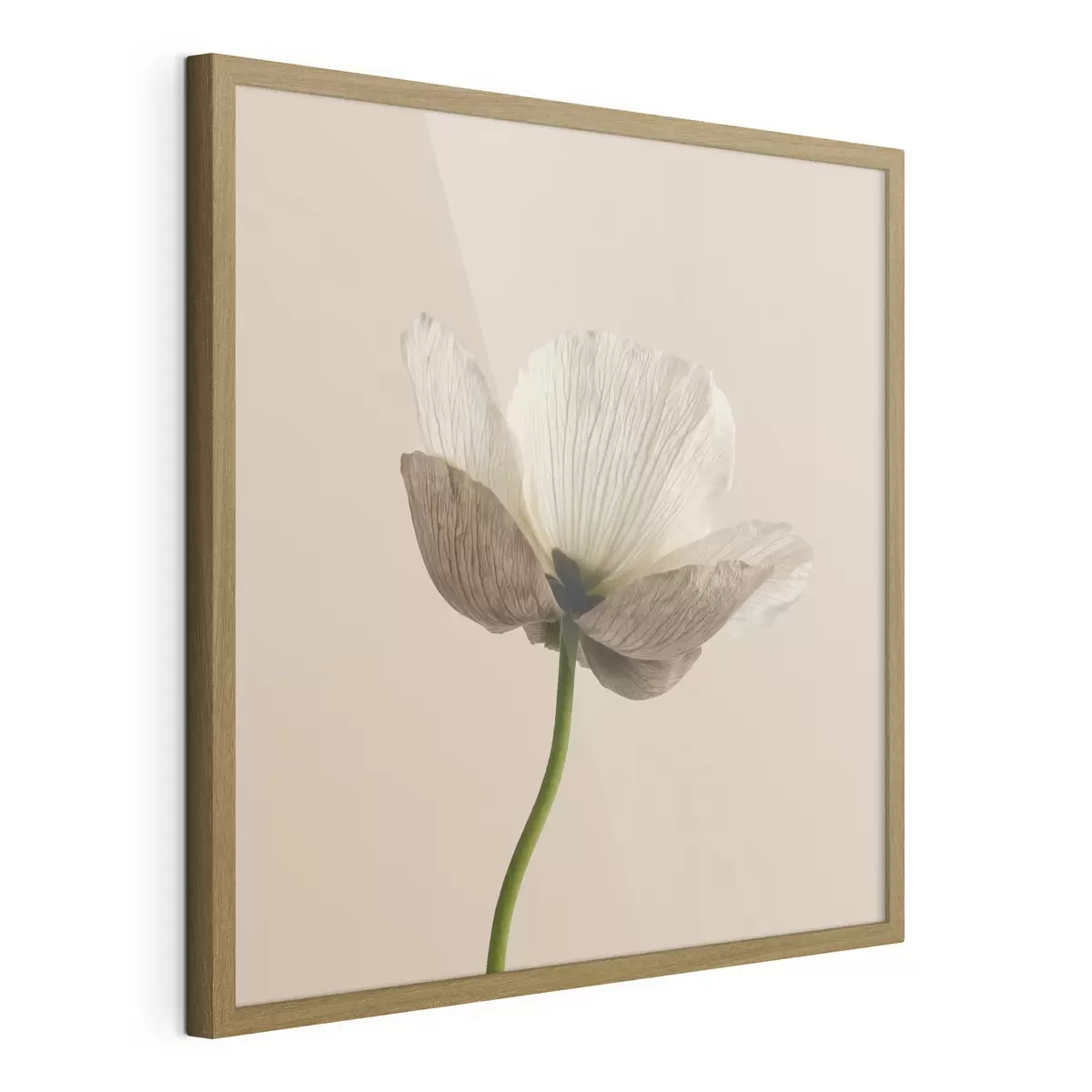 Poster Delicato fiore dai petali traslucidi su sfondo beige, in stile minimalista f49718