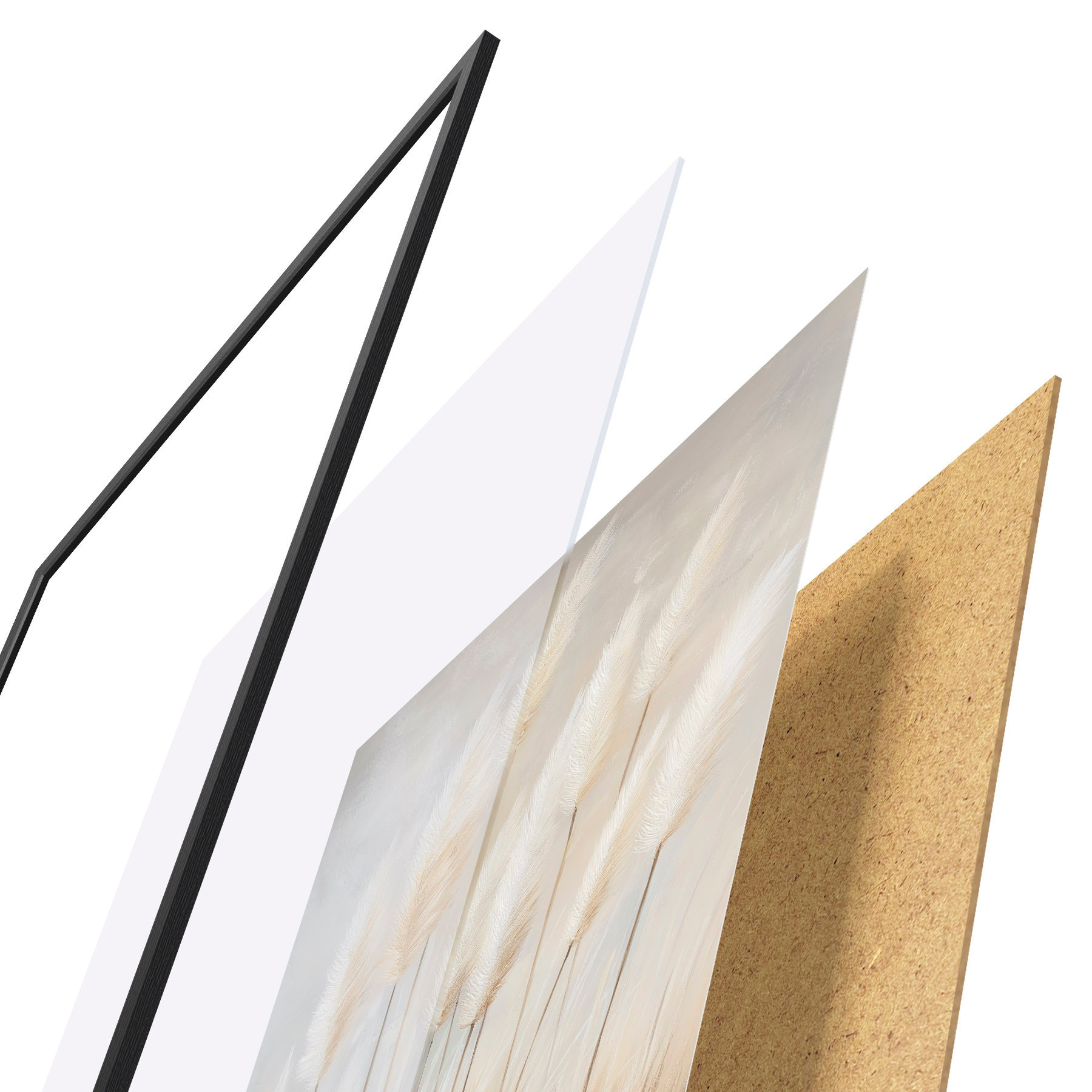 Poster Erba della pampa f51150