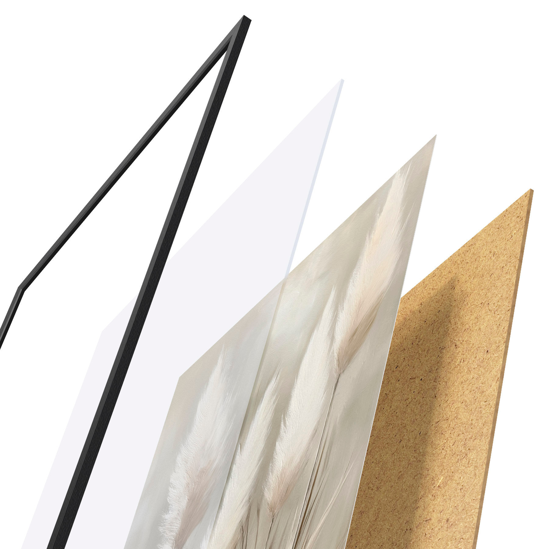 Poster Erba della pampa f51151