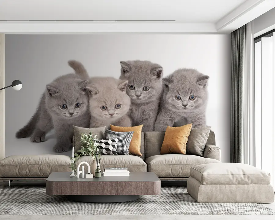 carta da parati Occhio, gatto e carnivoro nr. u55076