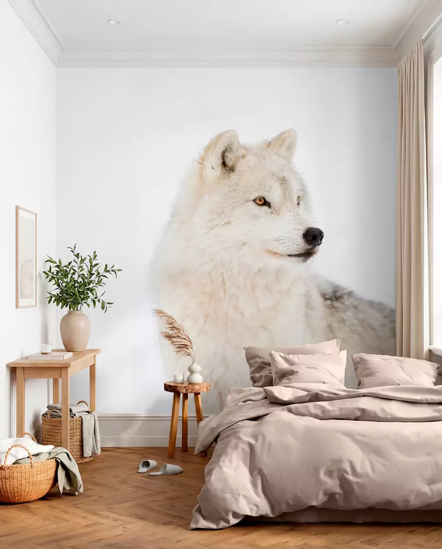 carta da parati Arctic Wolf su uno sfondo bianco nr. u98189