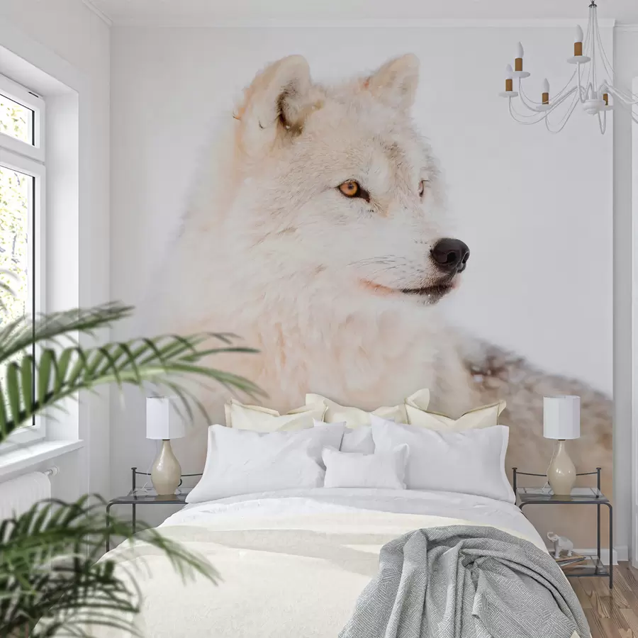 carta da parati Arctic Wolf su uno sfondo bianco nr. u98189