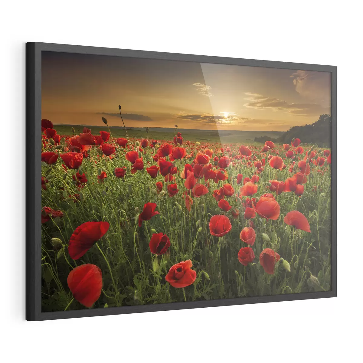 Poster Fiori e abbraccio f05477