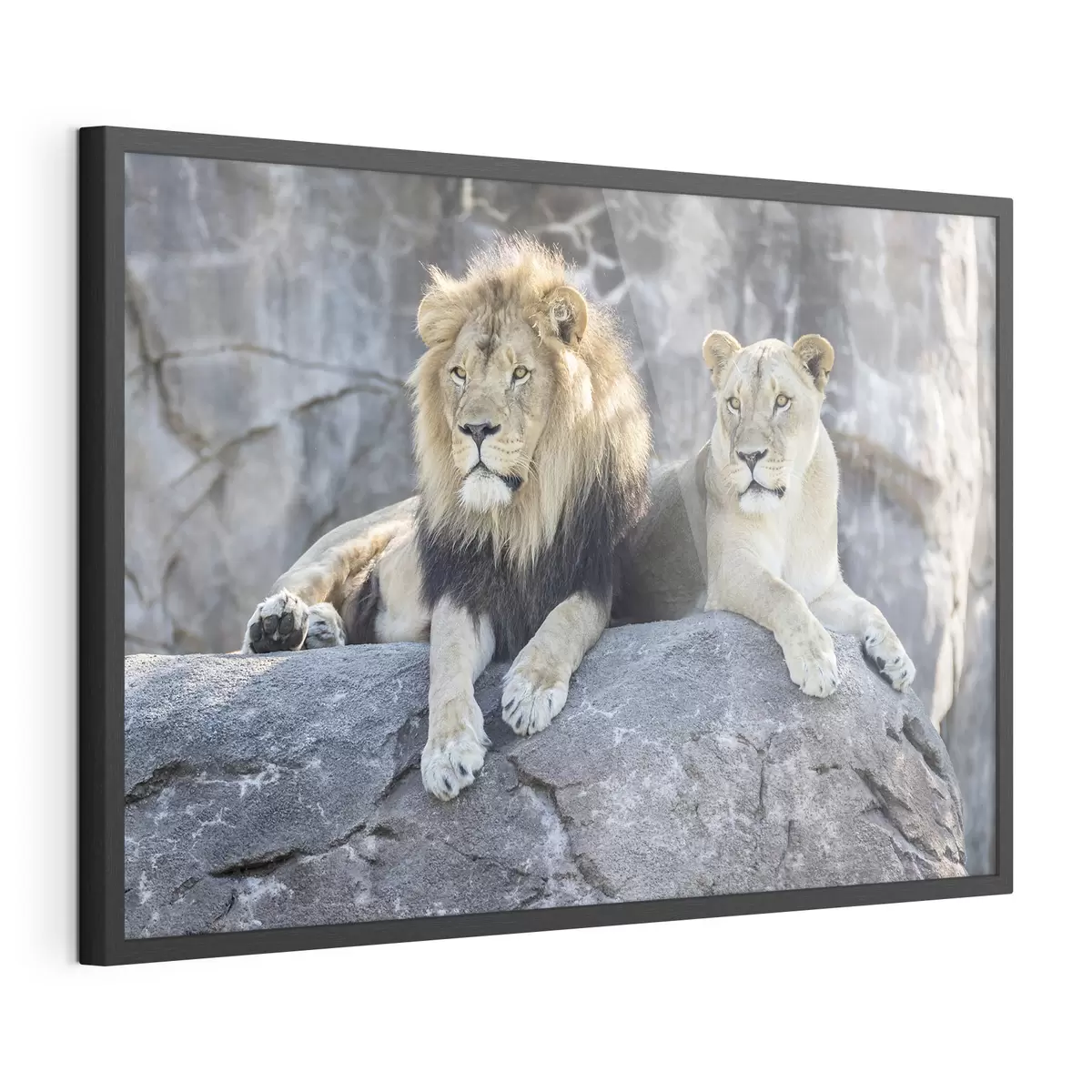 Poster Leone e fiducia f15278