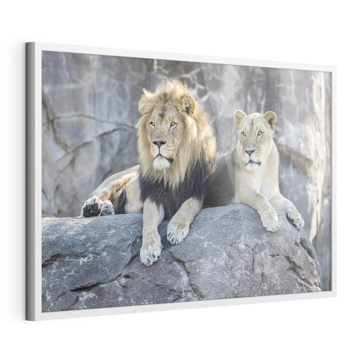 Poster Leone e fiducia f15278