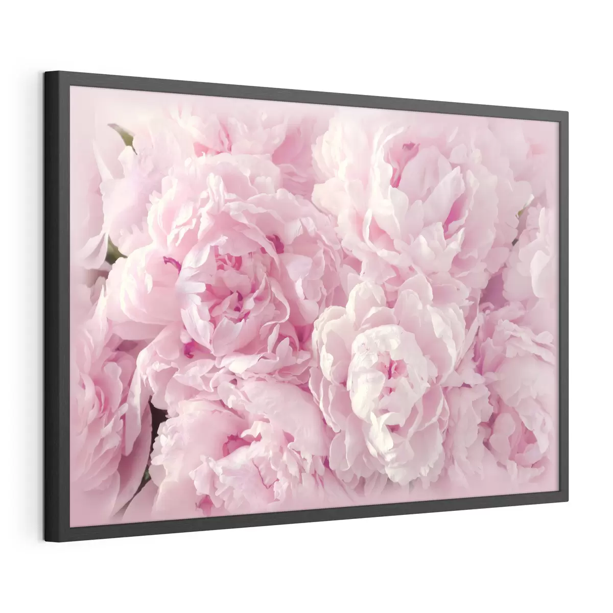 Poster Morbidi petali dalle delicate sfumature rosa f35248