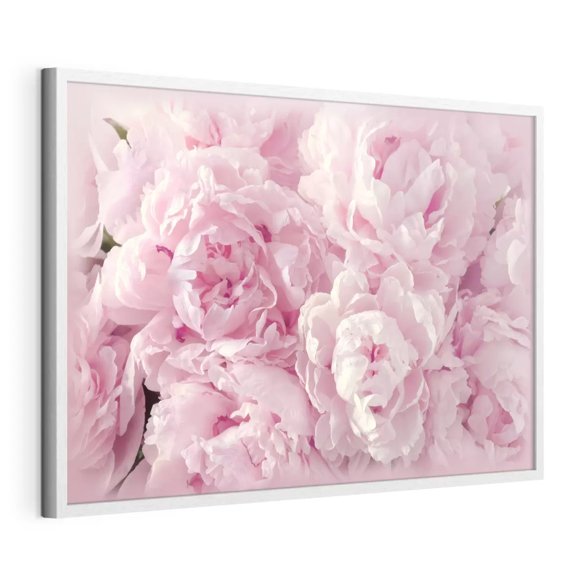 Poster Morbidi petali dalle delicate sfumature rosa f35248