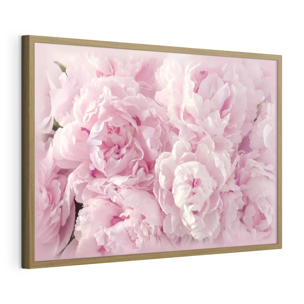 Poster Morbidi petali dalle delicate sfumature rosa f35248