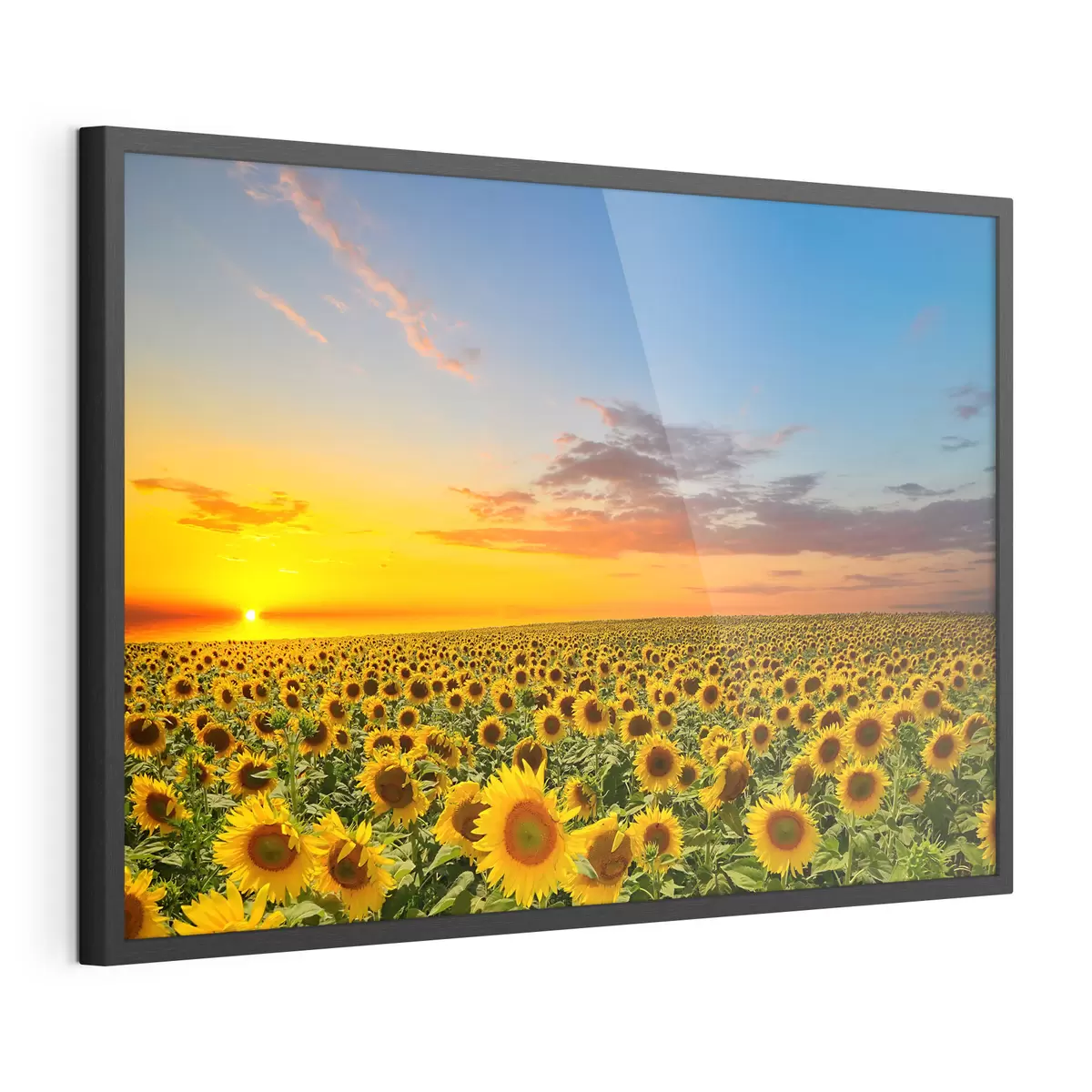 Poster Campo di girasoli al tramonto. Una bella vista f05429