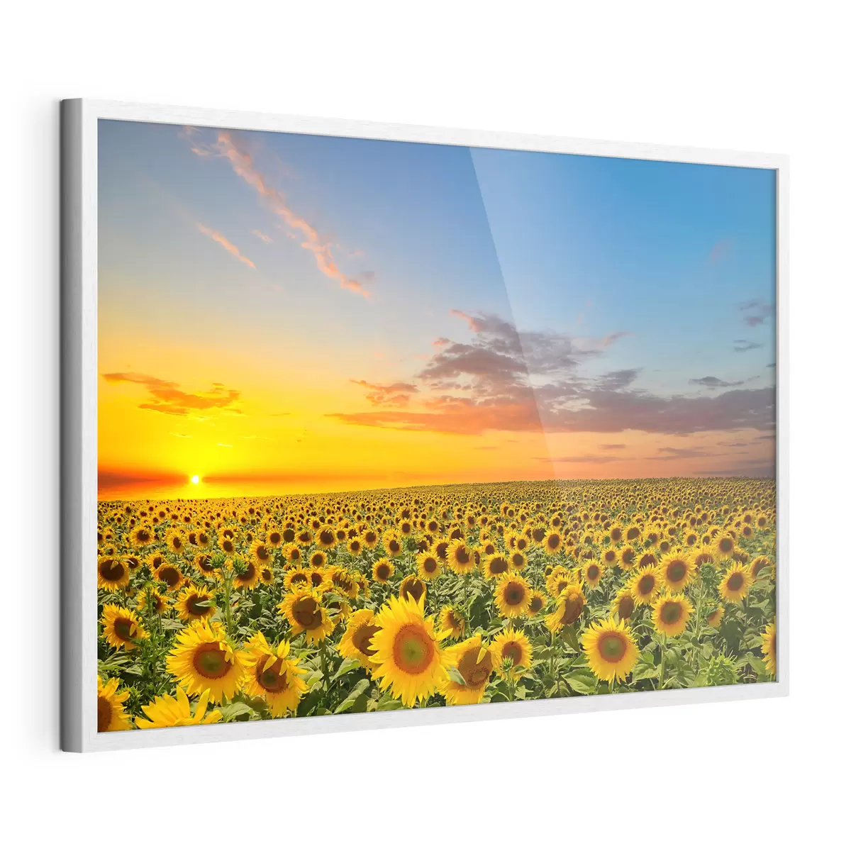 Poster Campo di girasoli al tramonto. Una bella vista f05429