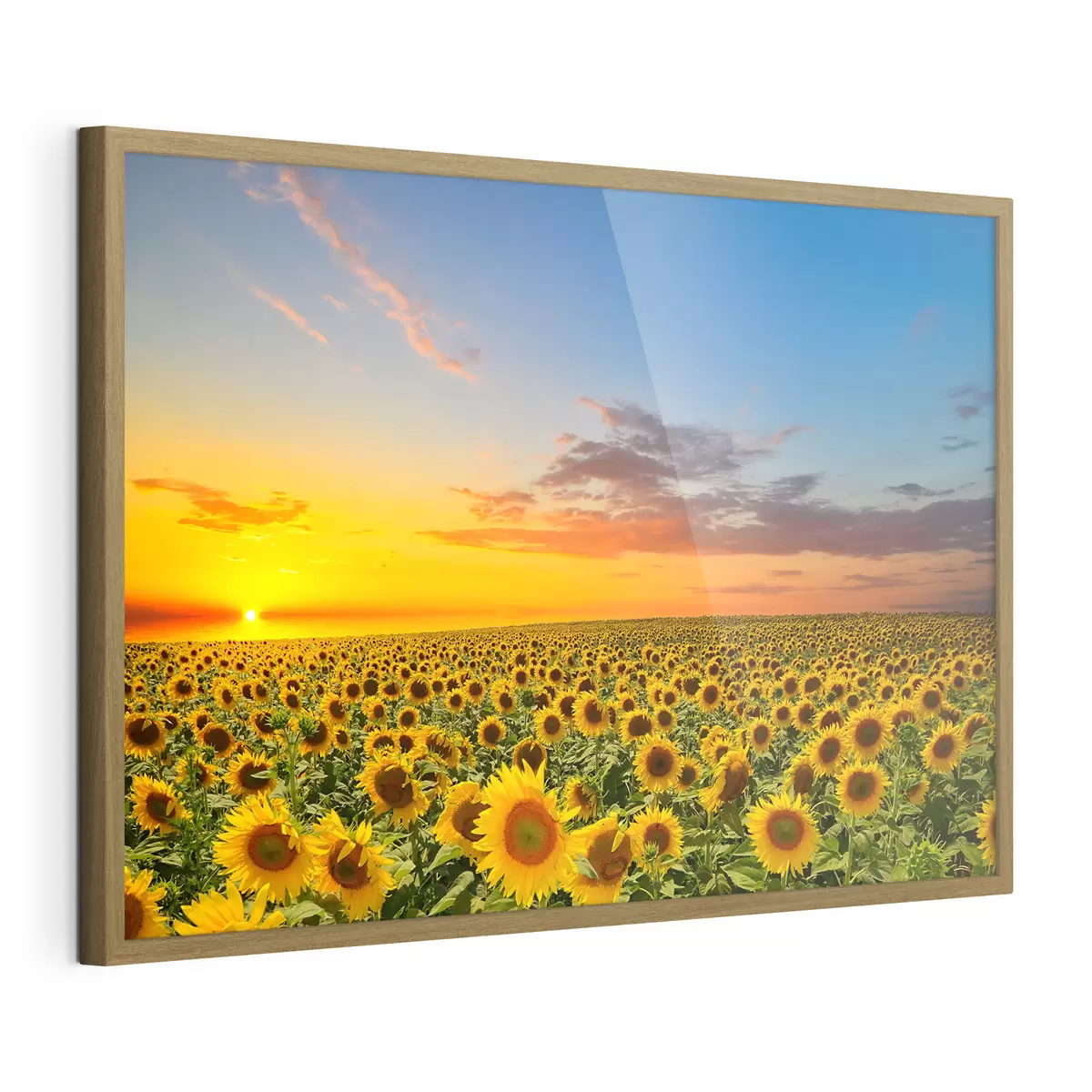 Poster Campo di girasoli al tramonto. Una bella vista f05429